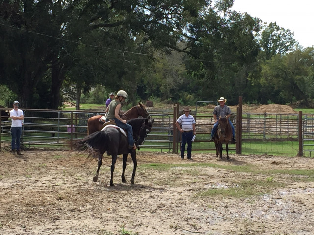 trail horse test oct 6 201818